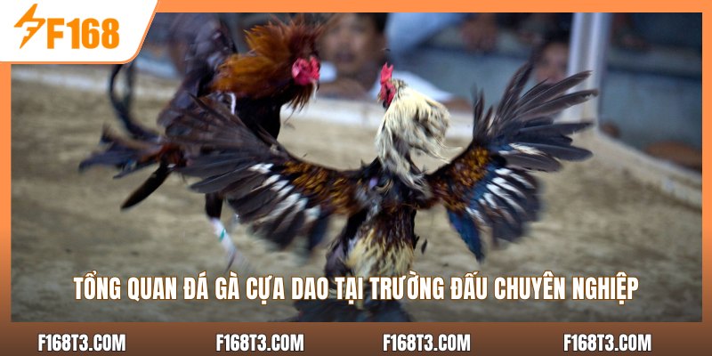 Tổng quan đá gà cựa dao tại trường đấu chuyên nghiệp